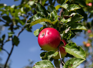 roter Apfel auf Baum hängend vor blauem Himmel