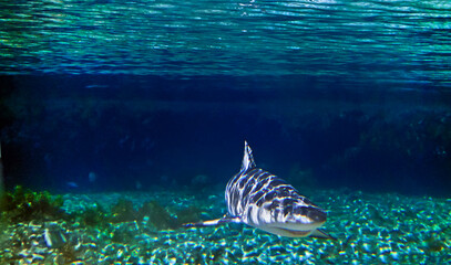 baby Lemon shark at protected Atalaia beach in Fernando de Noronha island, State of Pernambuco,...