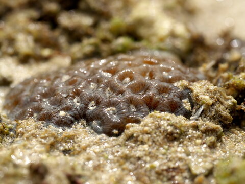 Okinawa,Japan - November 2, 2021: Closeup of Favia speciosa or Dipsastraea speciosa at Shimojishima island, Okinawa, Japan
