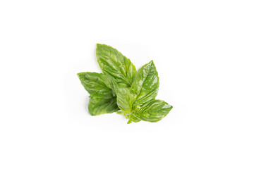 Foglie di basilico / Leaves of basil