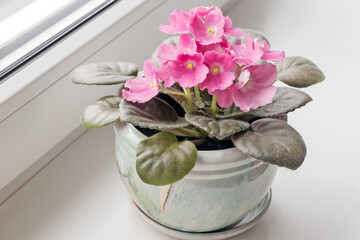 Decorative blooming pink violet in a ceramic pot on the windowsill by the window. 