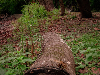 fallen tree