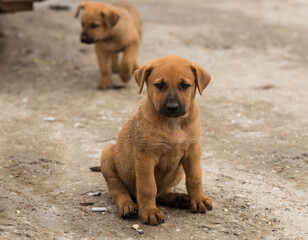 Central Asian Shepherd. Feral dogs on their territory. Puppy games, the relationship between animals.