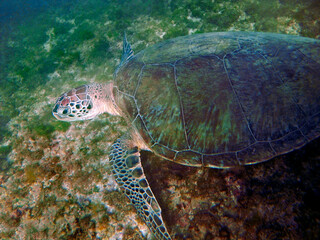 Sea turtle at Sueste beach in Fernando de Noronha island, State of Pernambuco, Brazil