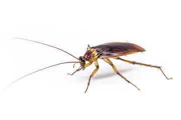common american cockroach on isolated white background, full length side view with copy space.