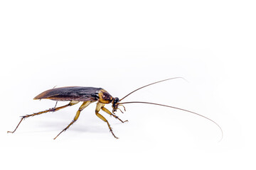 common american cockroach on isolated white background, full length side view with copy space.