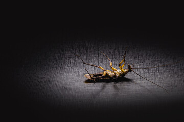 dead cockroach, black background and space for text, copy space
