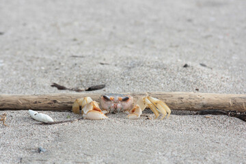 crab on the beach