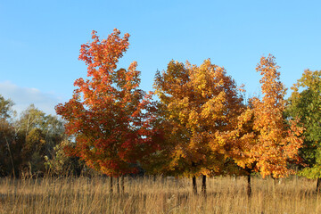 Sugar maple trees with fall foliage in a field at Iroquois Woods in Park Ridge, Illinois