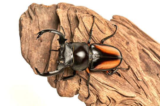 Rhaetulus crenatus kawanoi