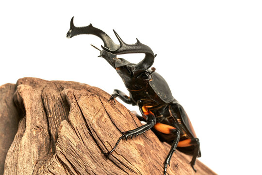 Rhaetulus crenatus kawanoi