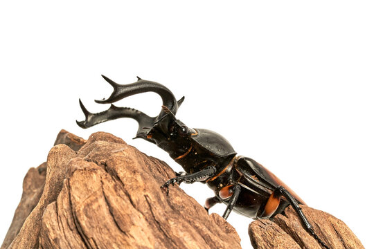 Rhaetulus crenatus kawanoi