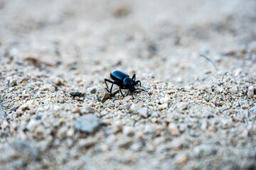 Black Beetle Walks Toward The Camera Over Sandy Trail