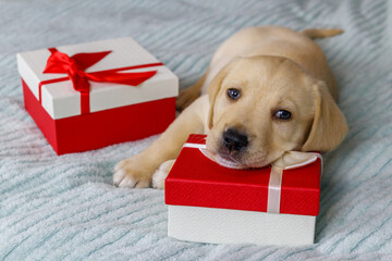 Small cute labrador retriever puppy dog with gift boxes on a bed