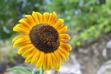 Fototapeta premium Girasol en medio de la huerta