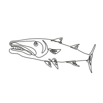 recommend clip art: Continuous line drawing illustration of a barracuda or cuda, a large predatory, ray-finned fish viewed from side done in mono line or doodle style in black and white on isolated background. 