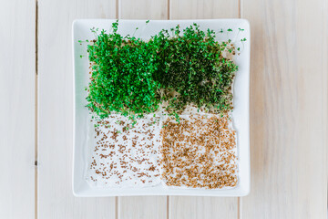top view of a plate with garden cress in various stages of growth on a wooden table in bright colors