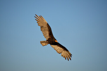 Flying turkey vulture in the sky