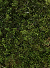 green moss close-up
