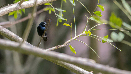 Blue-black . bluish-black seedling. in flight, in tree, eating.