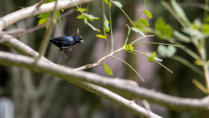 Blue-black . bluish-black seedling. in flight, in tree, eating.
