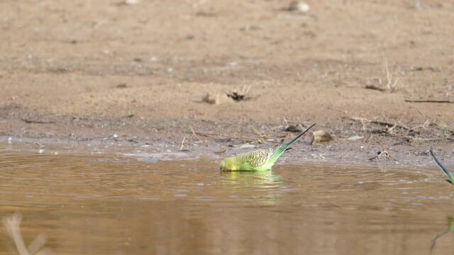 slow motion close up of a budgerigar flock drinking from redbank waterhole near alice springs in the northern territory, australia