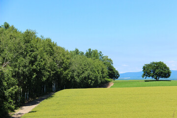 Fototapeta na wymiar 夏の緑の麦畑 