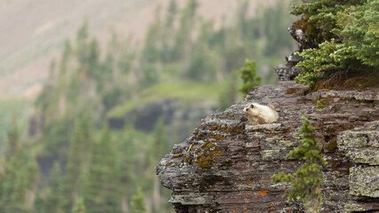 A Hoary Marmot rests on a ledge jutting out from a rocky cliff in Glacier National Park Montana....