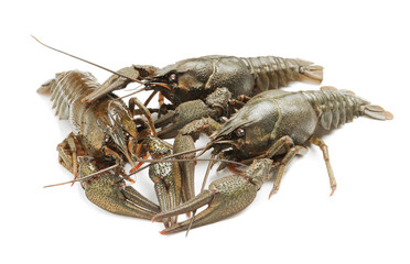 Many fresh raw crayfishes on white background