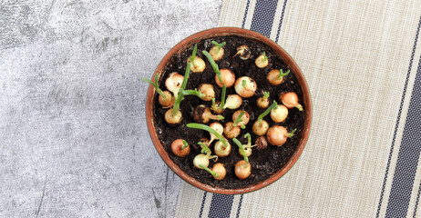 Obraz na płótnie Canvas Growing green onions in a pot on a dark grey background. Top view, flat lay