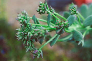 close-up of Desert Rose succulent plant outdoorwith raindrops on its leaves