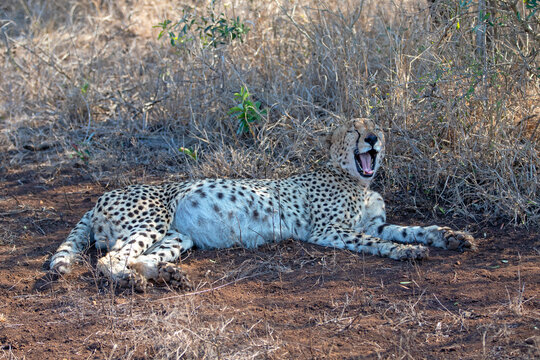 Cheetah [acinonyx jubatus] with full stomach yawning while laying down in Africa