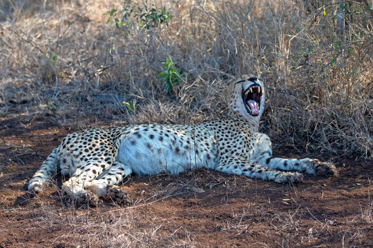 Male cheetah [acinonyx jubatus] yawning while laying down in Africa