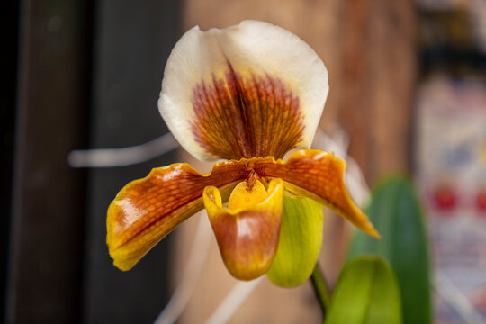 Phragmipedium longifolium es una especie de orquídea