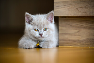 Lilac color British Shorthair kitten On the neck there is a golden bell. lying on the wooden floor in the bedroom, full front view, the cat is relaxing It narrowed its eyes, its face becoming sleepy.