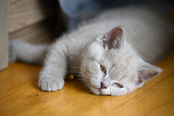 The kitten is sleeping Flurry and sleepy eyes, a lilac-colored British Shorthair lying on a wooden floor in the room, a close-up of a face trying to open his eyes but very sleepy.