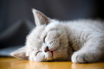 Kitten sleeping and having good dreams, sleeping cat close-up smiling full face looking happy, lilac-colored British Shorthair lying on wooden floor in room having sweet dreams.