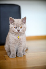 Obraz premium Lilac-colored British Shorthair kitten On the neck there is a golden bell. sitting on wooden floor in bedroom, front view full body