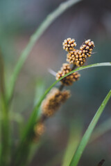 native Australian lomandra grass with yellow flowers outdoor with raindrops in beautiful tropical backyard