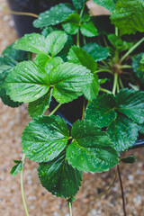 close-up of strawberry plant with raindrops of its leaves outdoor in vegetable garden