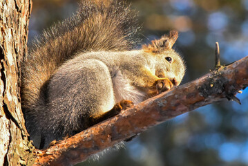 squirrel on a tree