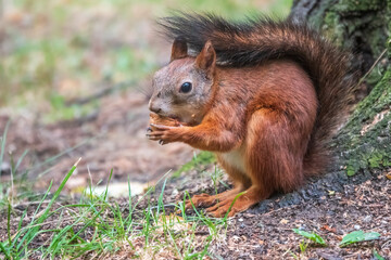 Squirrel in summer with nut on green grass under a big tree