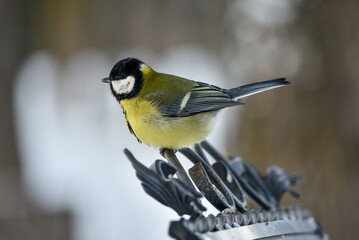 bird on a branch