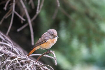 The common redstart female, Phoenicurus phoenicurus, is photographed in close-up sitting on a branch against a blurred background.