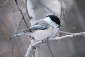 Fototapeta premium Cute bird the willow tit, song bird sitting on a branch without leaves in the winter.