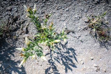 Bractless Stickleaf plant in sandy dry land in rural Kansas
