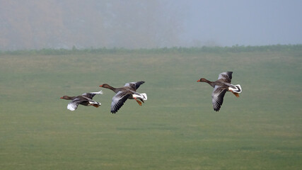 A group of ducks is flying over the field.