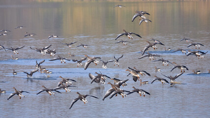 Ducks fly over the lake