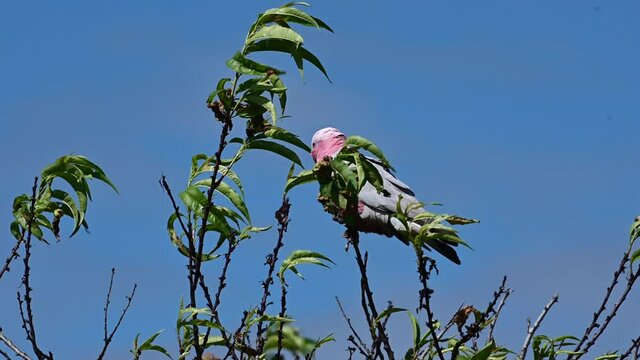 Galah pink and grey cockatoo sitting on a tree  during windy day in Western Australia outback. 
