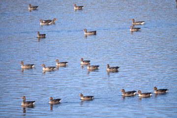 Ducks swim in the lake